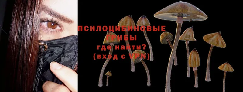 Галлюциногенные грибы Psilocybe  Кукмор 